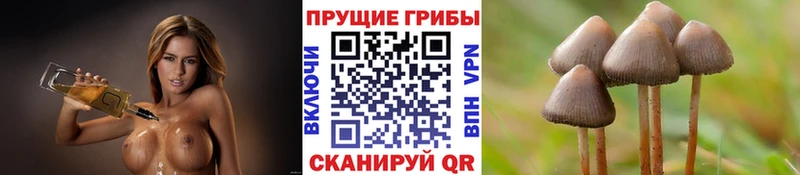 Псилоцибиновые грибы GOLDEN TEACHER Артём
